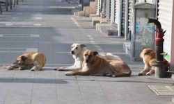 Sahipsiz köpek saldırıları: 3 belediye başkanına işlem