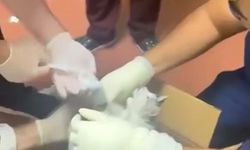 Bu kez hastaya değil, kediye müdahale