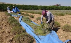 Akçadağ’da Lavanta Hasadı Sıcak Altında Başladı