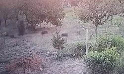Domuz Sürüsü Yerleşim Yerine İndi, Kayısı Bahçesine Girdi