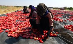 Malatya’da Kurutmalık Domates Mesaisi Başladı