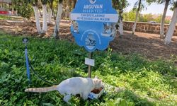 Arguvan’da Sokak Hayvanlarına Mama ve Su Desteği