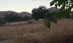 Domuzlar Şehre İndi, Çiftçi Alarmda