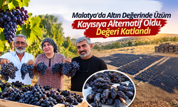 Malatya Üzümüne Yoğun İlgi: Hasat Başladı