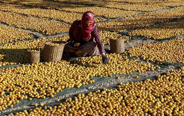 Malatya’da Kayısı Hasadı Fırat Kıyılarında Sürüyor.
