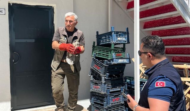 Battalgazi zabıtası, bulduğu yavru baykuşu koruma altına aldı