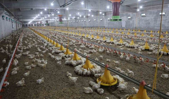 Devletten aldığı destekle ikinci çiftliğini açtı