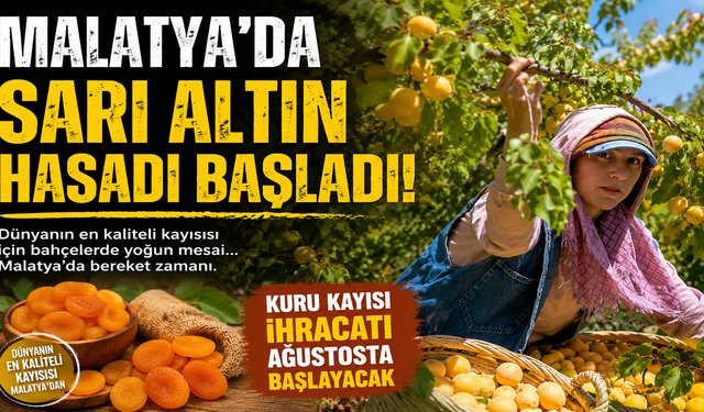 Malatya'da kayısı hasadı sürüyor