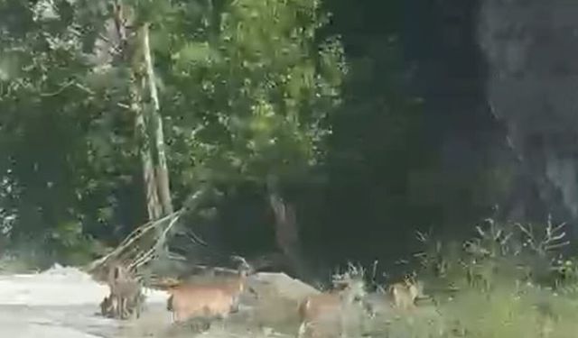 Doğanşehir’de Yaban Keçileri Karayoluna İndi!