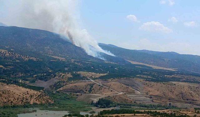 Pütürge'de orman yangını
