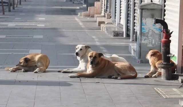 Sahipsiz köpek saldırıları: 3 belediye başkanına işlem