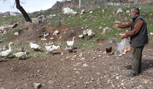 Şehirde renkli görüntüler oluşturan firari kazlar, yuvalarında görüntülendi