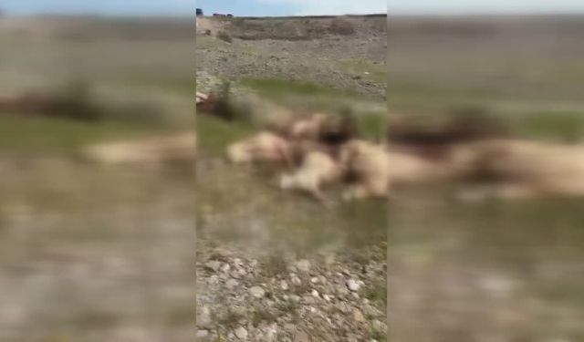 Kars'ta yıldırım isabet eden 26 koyun telef oldu