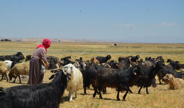 Kadınlar her gün kilometrelerce yol aşıp sürüleri sağıyor