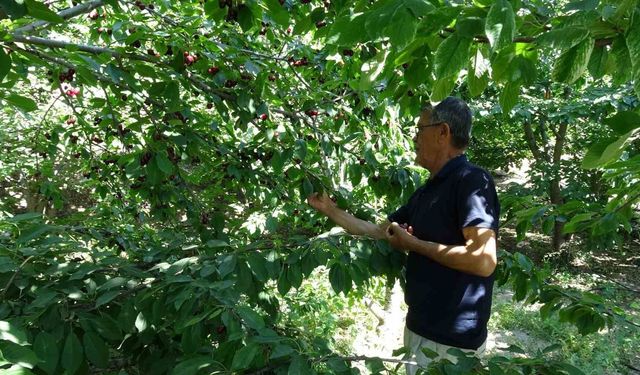Coğrafi işaretli dalbastı kirazında hasat sona yaklaştı