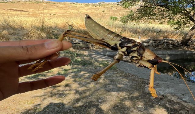 Diyarbakır'da görüntülenen etçil çekirge dikkat çekti