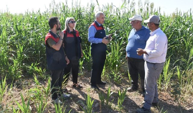 Malatya’da Sorgun Otu Umut Oldu: Az Su, Yüksek Verim