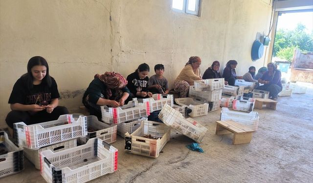 Kayısı Hasadı Sürüyor: Üretici Maliyetlerden Şikayetçi