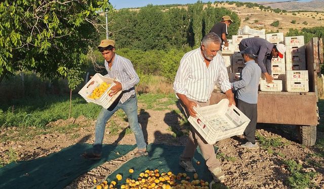 Fiyat Tepkisi: Üreticiden TMO’ya Acil Müdahale Çağrısı
