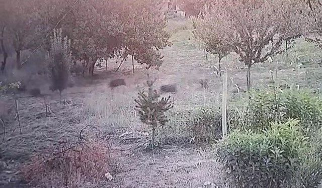 Domuz Sürüsü Yerleşim Yerine İndi, Kayısı Bahçesine Girdi