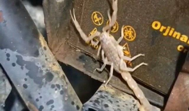 Motosiklet Motorundan Akrep Çıktı