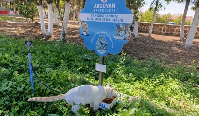 Arguvan’da Sokak Hayvanlarına Mama ve Su Desteği