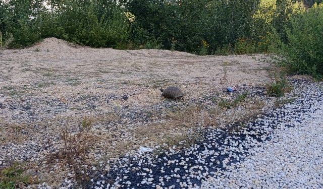 Duyarlı Sürücüler Kaplumbağa İçin Seferber Oldu