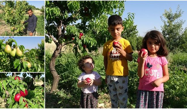 Santa Maria' armudu ve nektarinde erkenci hasat başladı