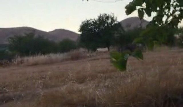 Domuzlar Şehre İndi, Çiftçi Alarmda