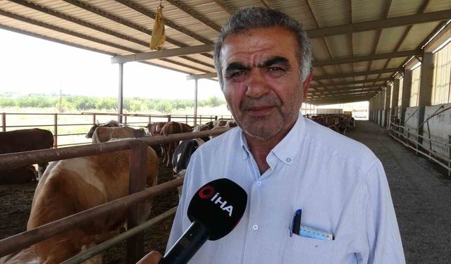 Malatya'dan Türkiye'ye damızlık düve desteği