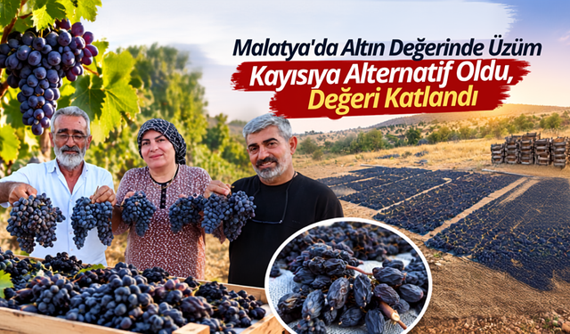 Malatya Üzümüne Yoğun İlgi: Hasat Başladı