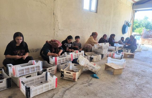 Kayısı Hasadı Sürüyor: Üretici Maliyetlerden Şikayetçi
