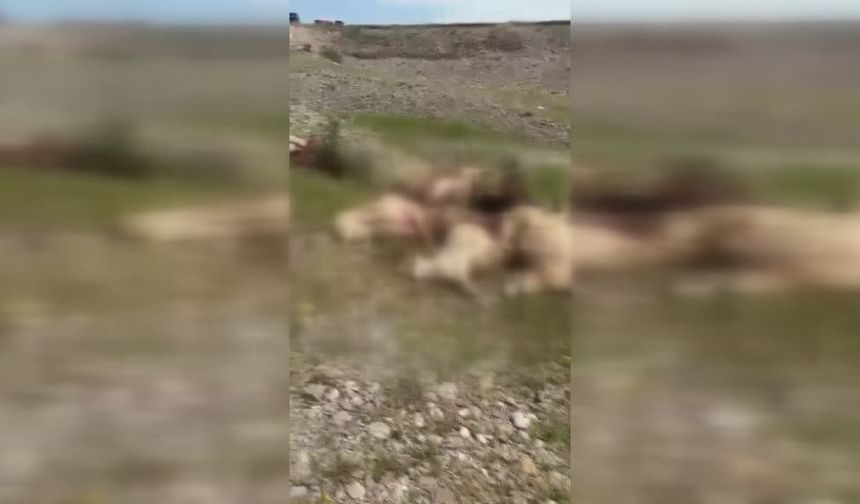 Kars'ta yıldırım isabet eden 26 koyun telef oldu