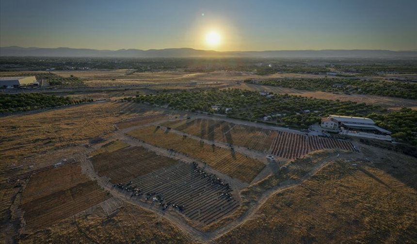 AB tescilli Malatya kayısısında hasat sürüyor
