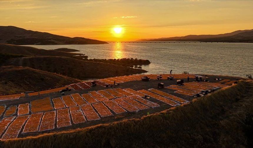Malatya’da Kayısı Hasadı Fırat Kıyılarında Sürüyor