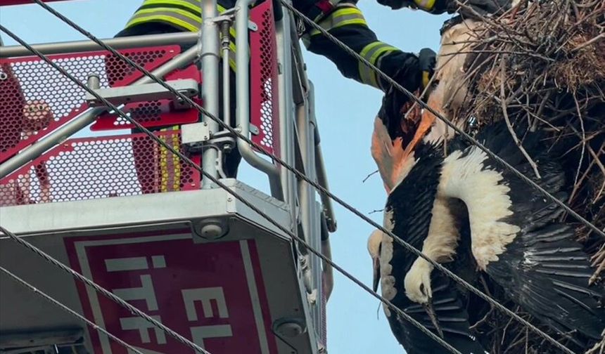 Yuvalarından sarkan leylek yavruları kurtarıldı