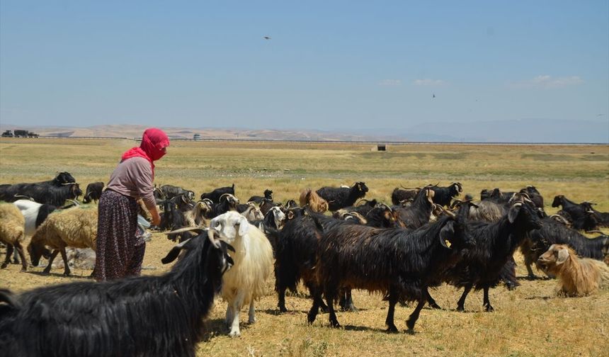 Kadınlar her gün kilometrelerce yol aşıp sürüleri sağıyor