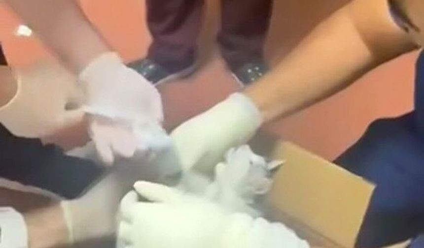 Bu kez hastaya değil, kediye müdahale