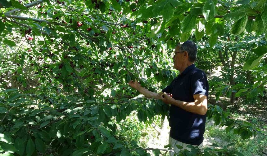 Coğrafi işaretli dalbastı kirazında hasat sona yaklaştı