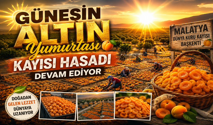 AB tescilli Malatya kayısısında hasat sürüyor