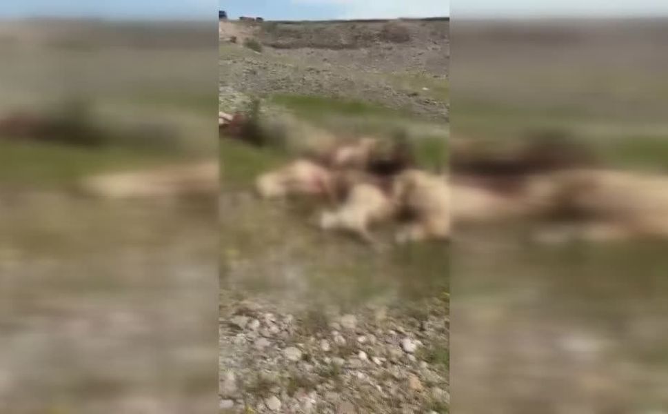 Kars'ta yıldırım isabet eden 26 koyun telef oldu