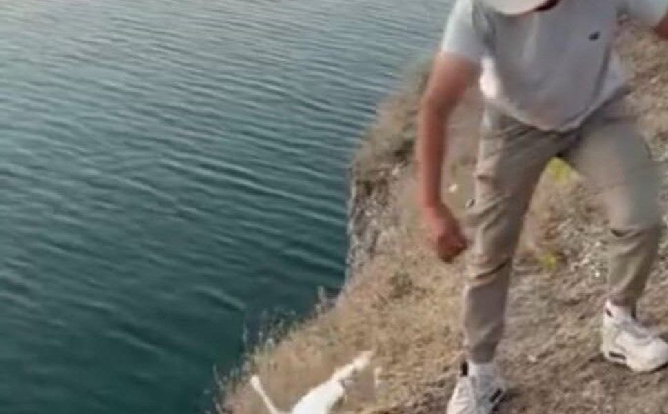 Malatya'da oltaya balık yerine martı takıldı