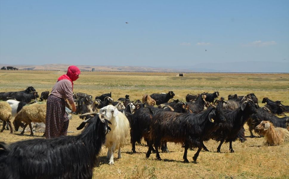 Kadınlar her gün kilometrelerce yol aşıp sürüleri sağıyor