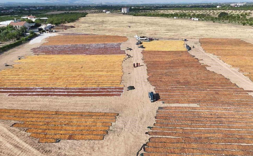 Kayısının kurutulma yolculuğu havadan görüntülendi