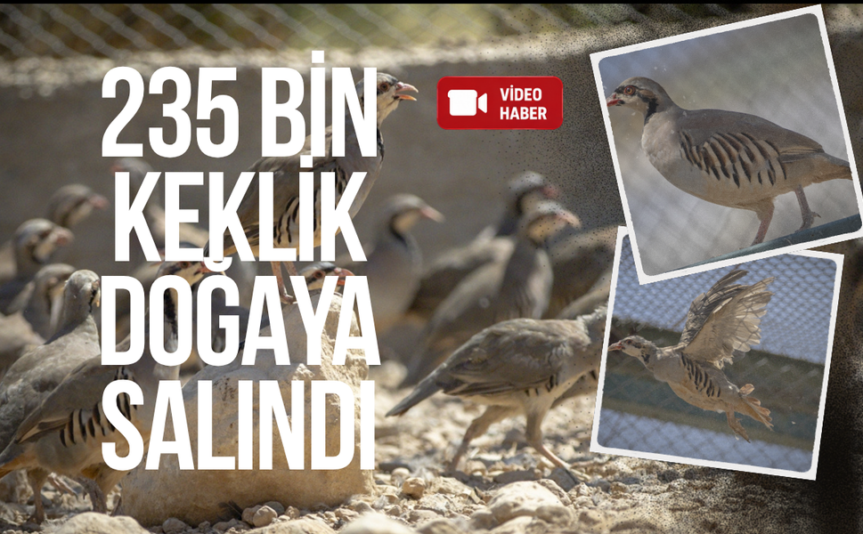 Malatya’da 235 Bin Keklik Doğaya Salındı