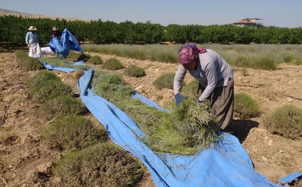 Akçadağ’da Lavanta Hasadı Sıcak Altında Başladı