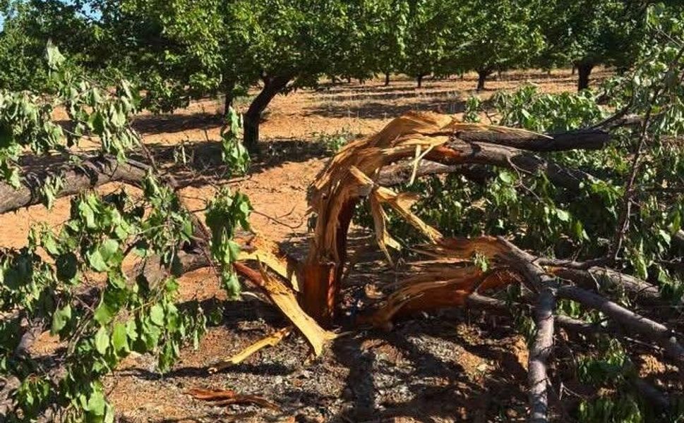 Kayısı Bahçesine Yıldırım Düştü: Ağaç İkiye Bölündü