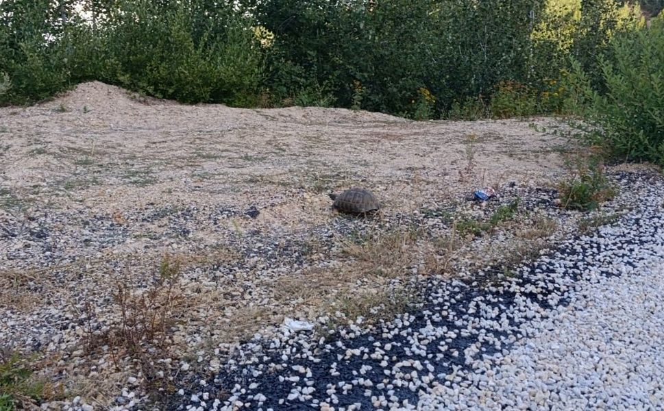 Duyarlı Sürücüler Kaplumbağa İçin Seferber Oldu