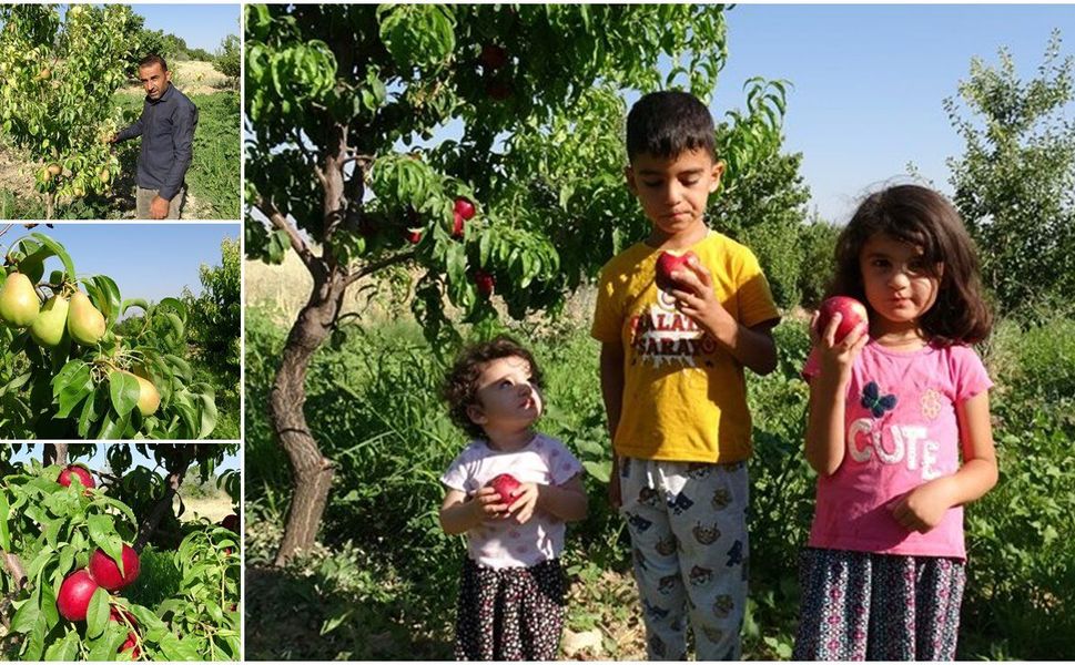 Santa Maria' armudu ve nektarinde erkenci hasat başladı