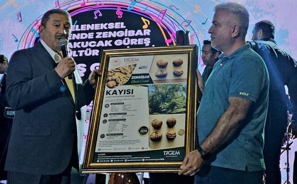 Darende’nin Değeri Zengibar Cevizi Öne Çıkıyor